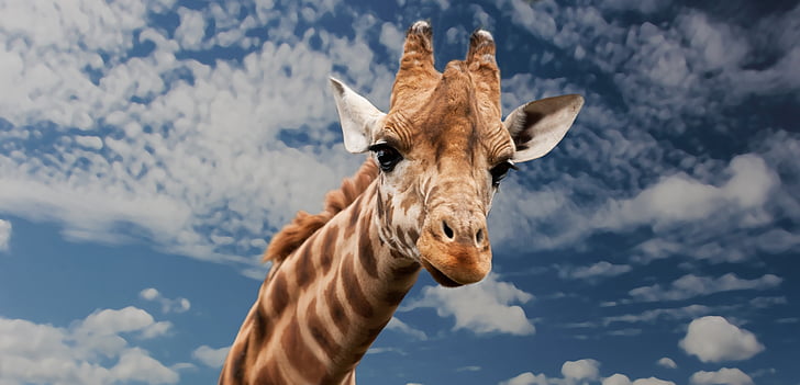 brown giraffe's head under white cloudy sky
