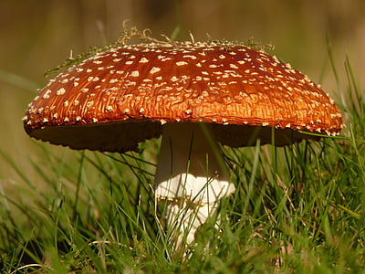 shallow focus of mushroom