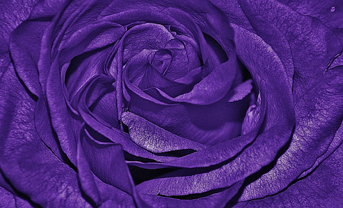 close up photography of purple rose