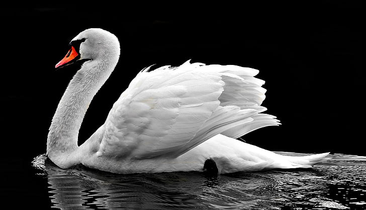 white swan on water photo