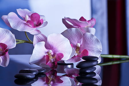 pink moth orchid flowers