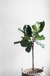 green leaf plant in brown wicker pot