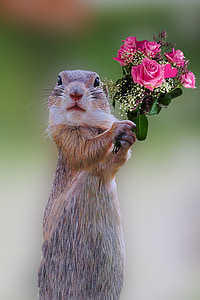 squirrel holding pink roses