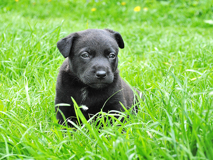 black coated puppy