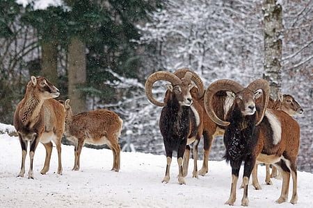 pack of brown animals on snow field