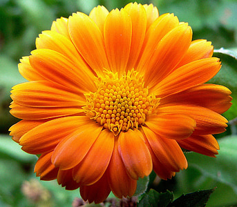 selective focus photo of orange petaled flower
