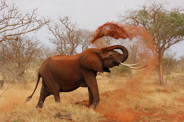 elephant tossing soil