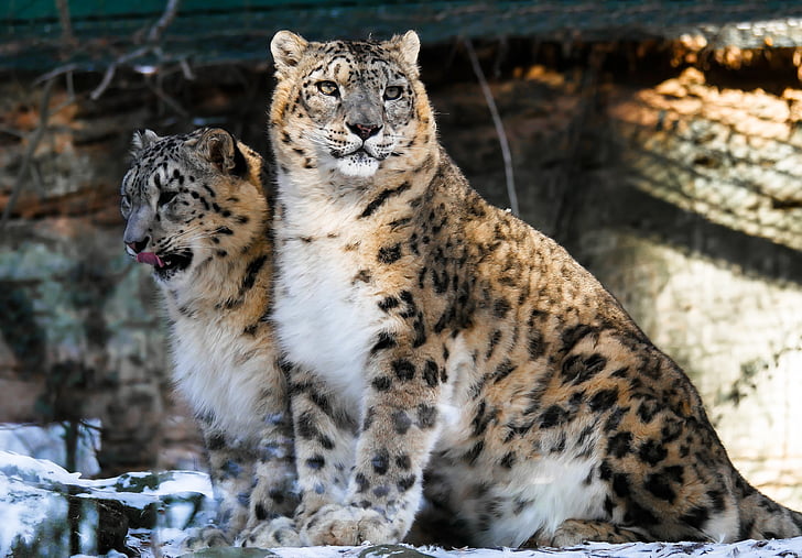 two wild cats in enclosure