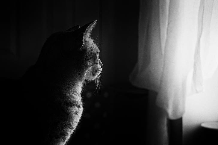 grayscale photo of a cat near window curtains