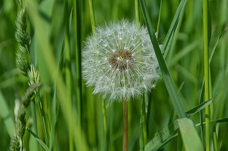 closeup photo of white dandelion