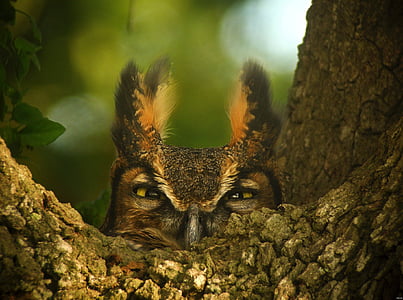 brown and black owl behind brown tree branch