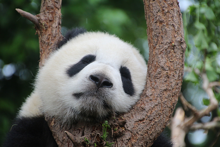 shallow focus photography of panda