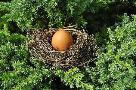 brown egg on nest