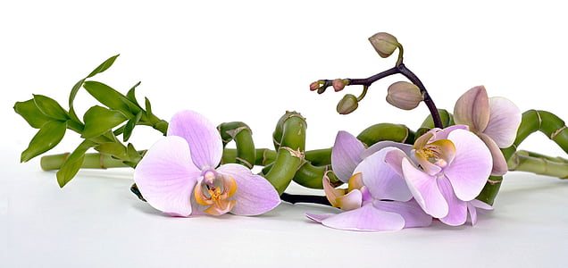 purple orchid flower and lucky bamboo plant