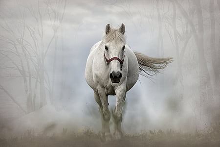 white horse running with fog at daytime