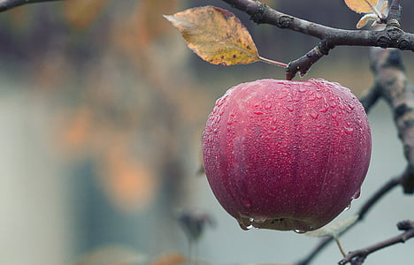 closeup photo of red apple fruit