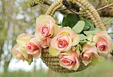 pink-and-yellow roses in brown wicker basket hanged on tree branch selective focus photo
