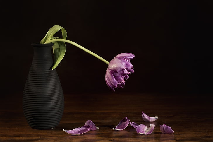 purple flower with petal falling at table