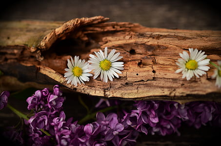 shallow focus photography of three white daisy flowers on brown wooden log