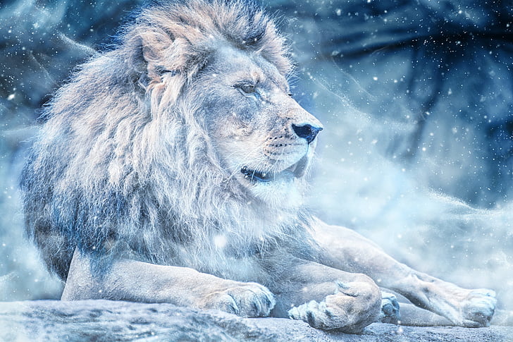 lion during winter season poster