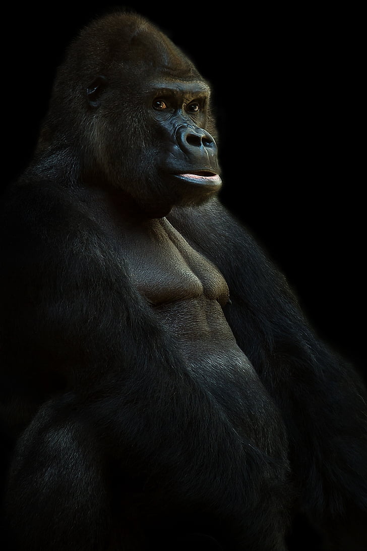 closeup photo of ape