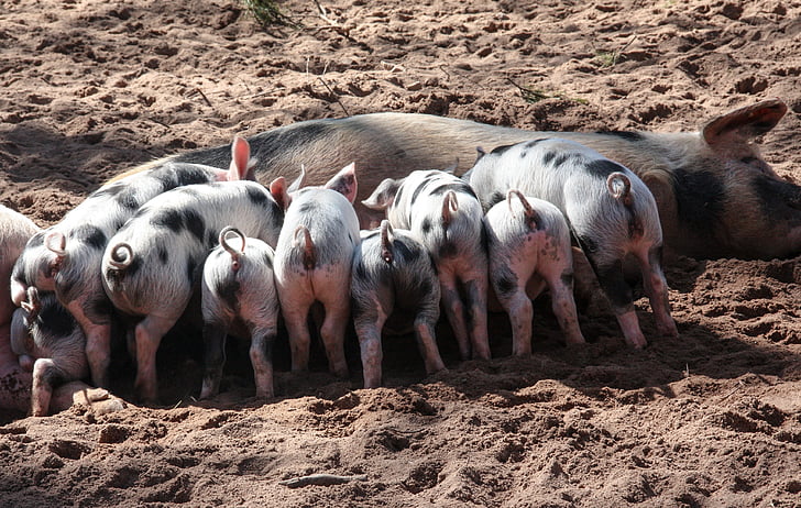 brown pig with piglets feeding
