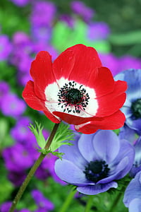 selective focus photo of red anemone flower arrangement