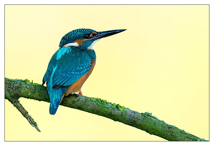 blue humming bird painting