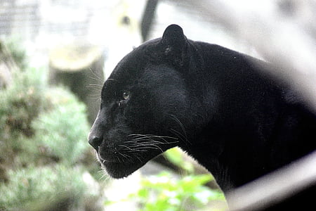 selective focus photography of black panther