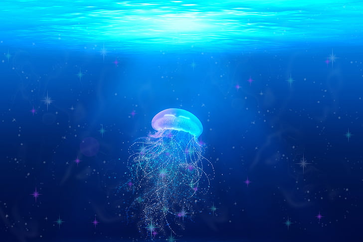 jellyfish on bodies of water wallpaper