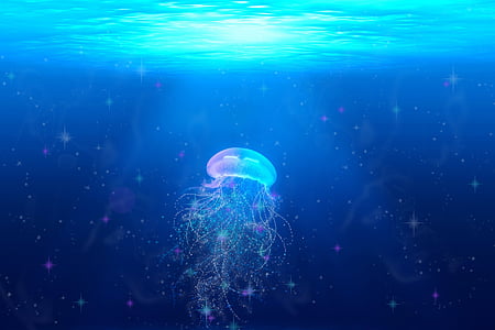 jellyfish on bodies of water wallpaper
