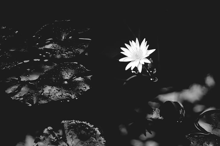 selective color of white petaled flower