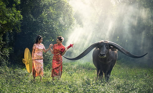 two woman walking with black water buffalo