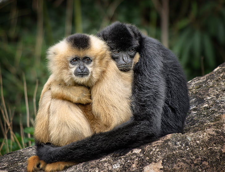 two brown and black monkies hugging