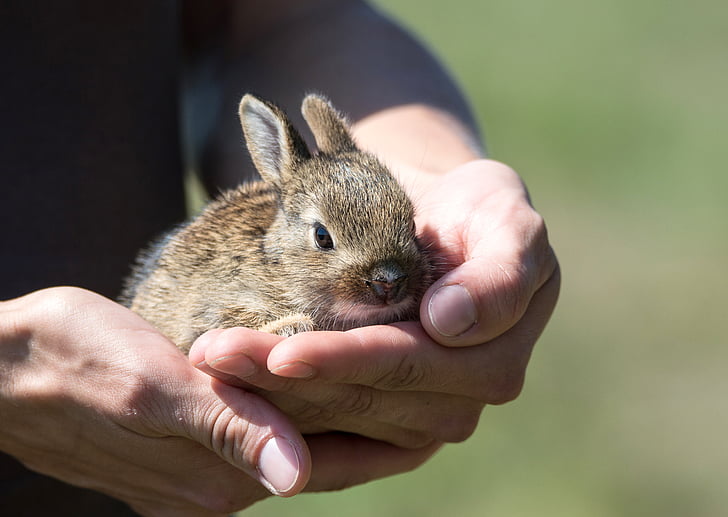 person holding brown bunny