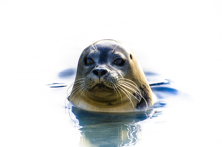 seal swimming in body of water