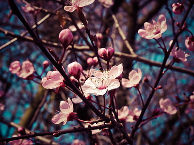 closeup photo of Cherry Blossom flowers