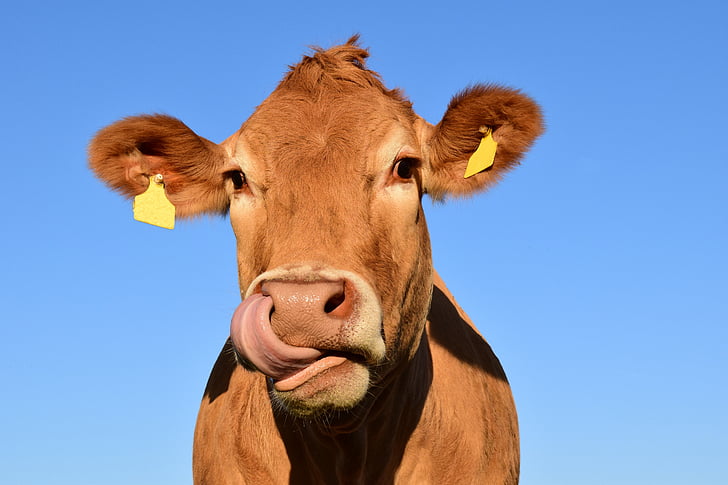 selective photo of brown cow