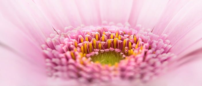 close up photo of a pink petaled flower