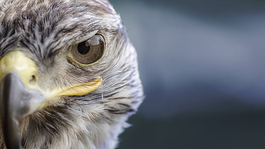 brown and white eagle closeup photography