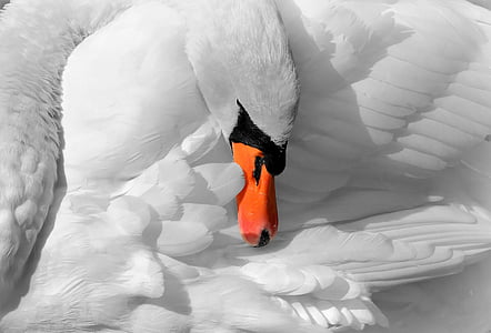 white swan in macro photography