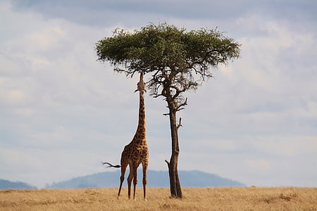 giraffe and tree