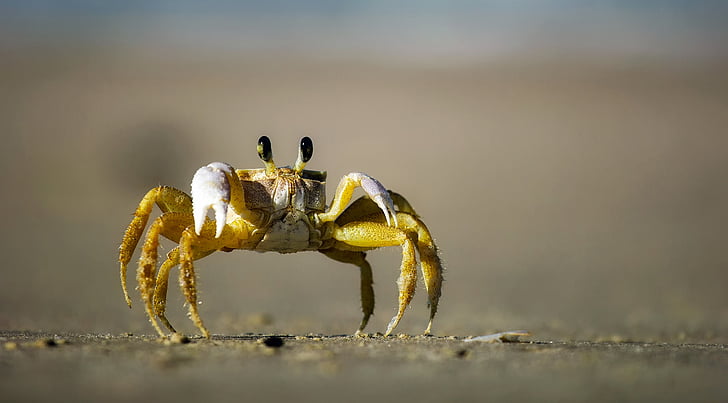 yellow and brown crab standing on gray sand
