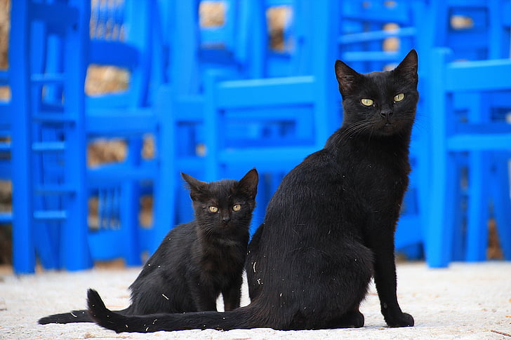 selective focus photo of two bombay cats
