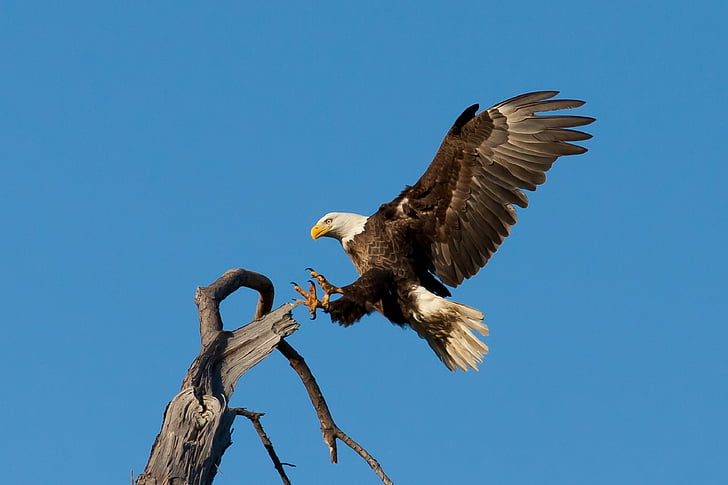bald eagle about to perch on tree branch