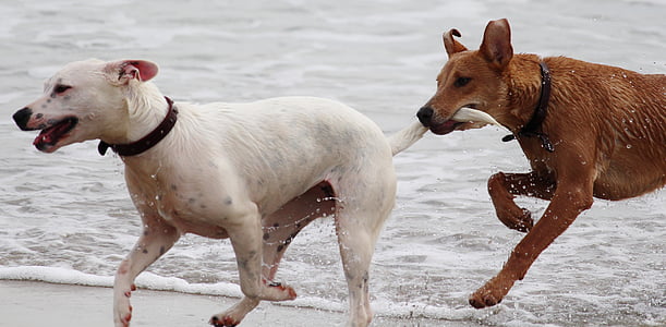 two short-coated white and brown dogs