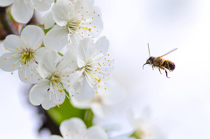 bee hovering in front of white petaled flower closeup photography