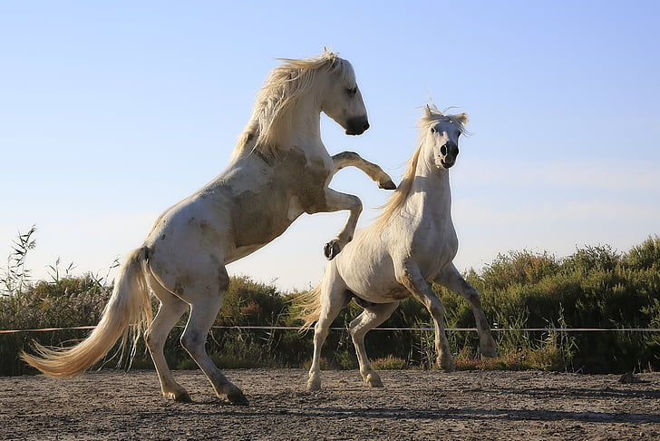 photo of two white horse galloped during daytime