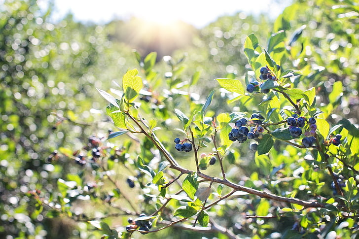macro photography of blueberries