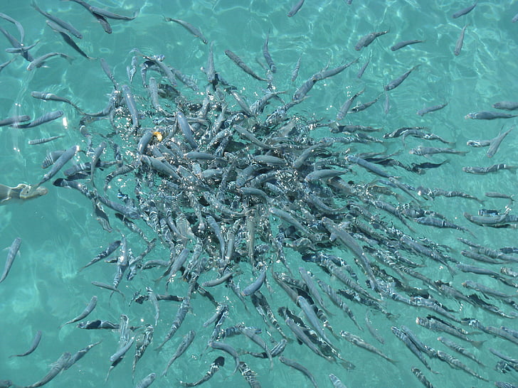 gray school of fish on body of water during day time